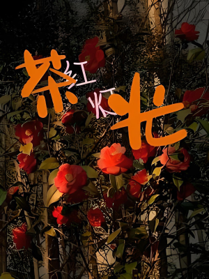 Trà đèn đỏ quang