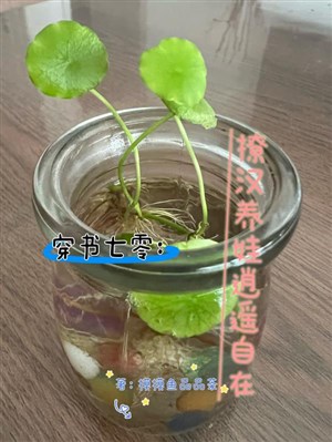 Xuyên thư 70: Liêu hán dưỡng oa tiêu dao tự tại